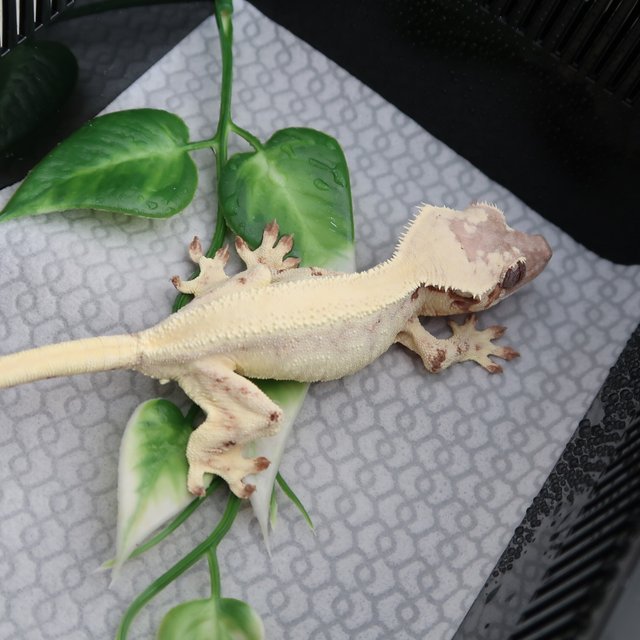 세이블 릴리화이트