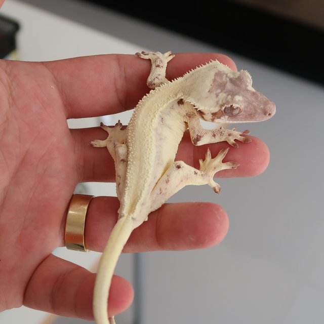 세이블 릴리화이트