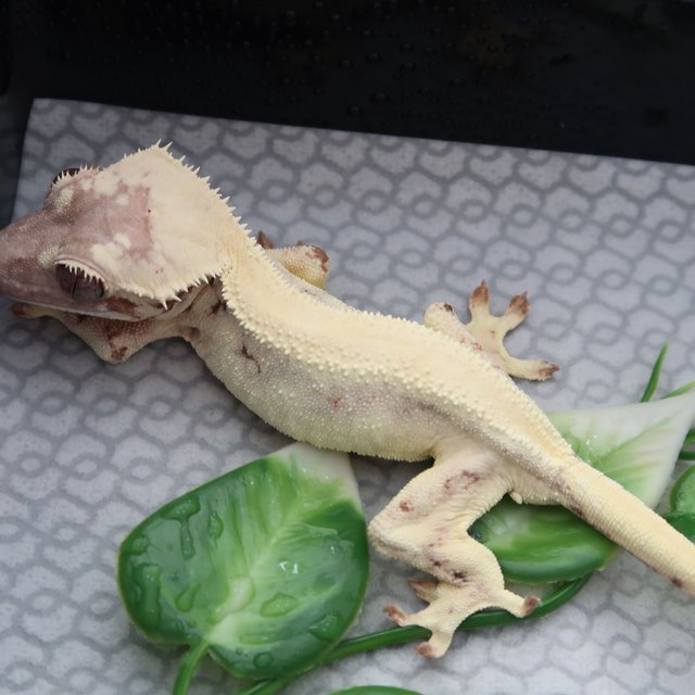 세이블 릴리화이트