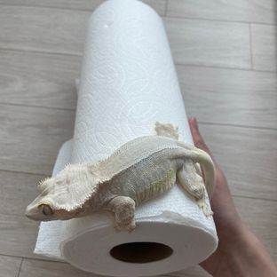 릴리화이트