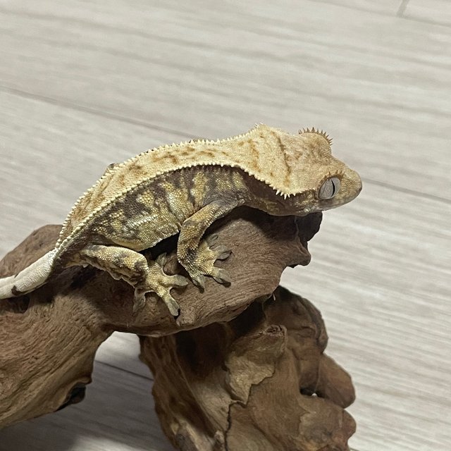 노멀