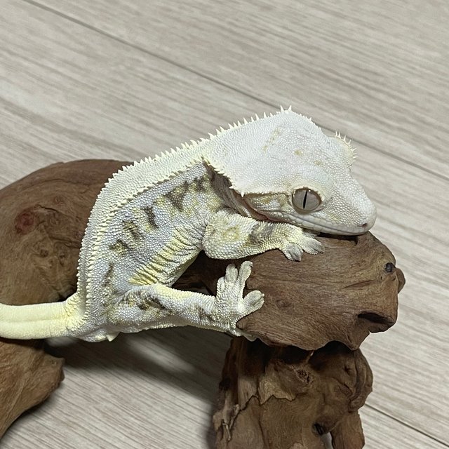 릴리화이트