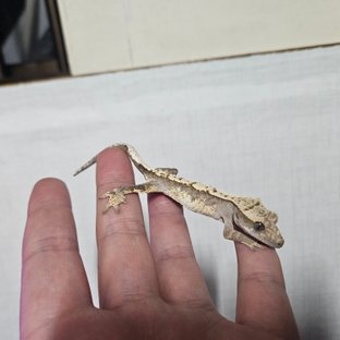 노멀 트라이 화이트포트홀