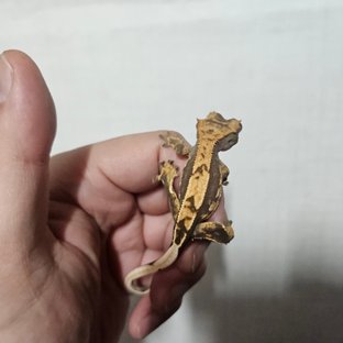 100%헷아잔틱 노멀 쿼드