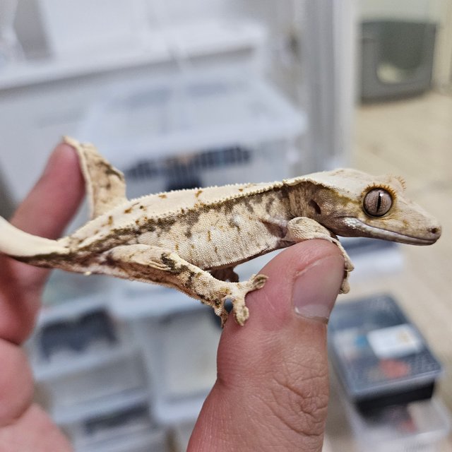 노멀 트라이 화이트핀 익스트림할리퀸 화이트포트홀