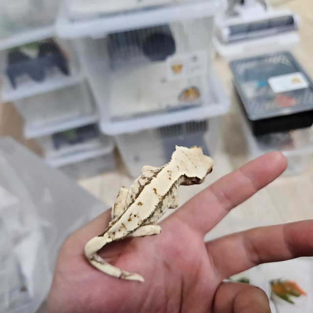 노멀 트라이 화이트핀 익스트림할리퀸 화이트포트홀