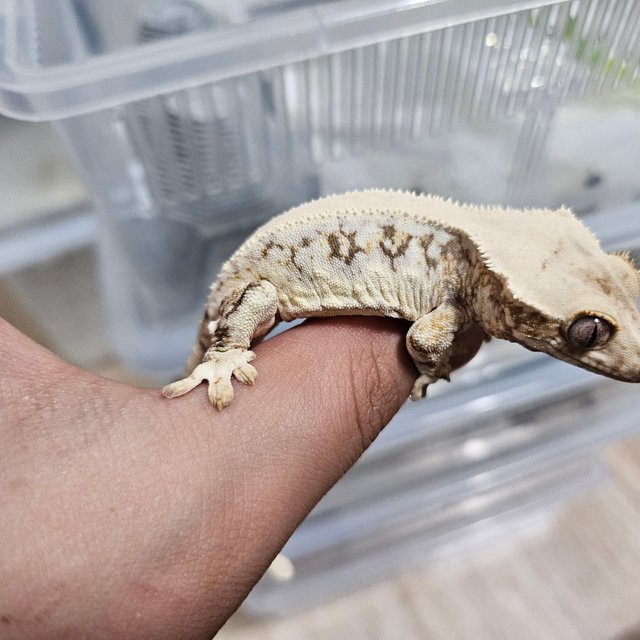 릴리화이트 트라이 솔리드백 드리피 풀핀 화이트포트홀