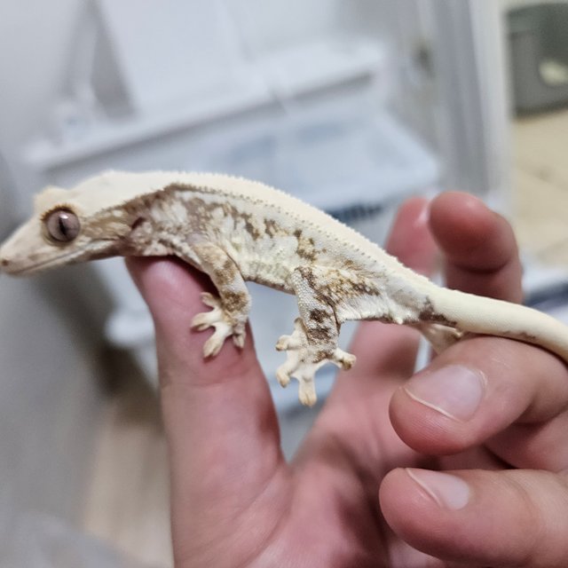 릴리화이트 트라이 솔리드백 드리피 풀핀 화이트포트홀