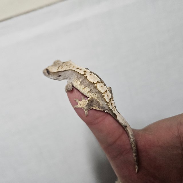 노멀 트라이 화이트포트홀