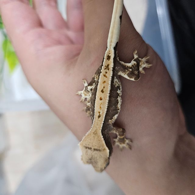 100%헷아잔틱 릴리화이트 화이트포트홀 풀핀