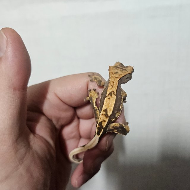 100%헷아잔틱 노멀 쿼드