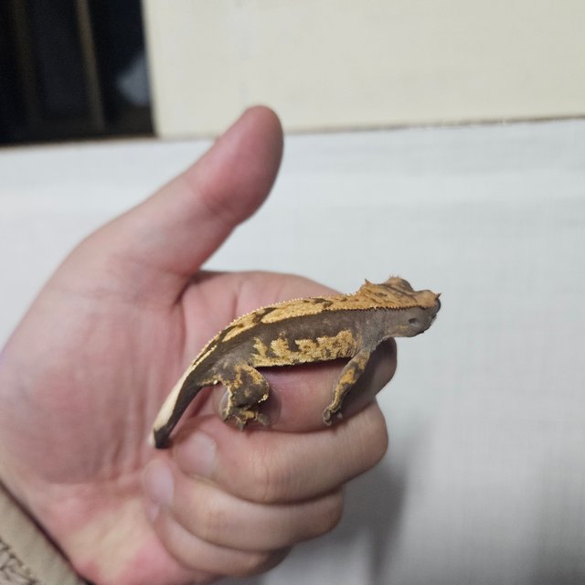 100%헷아잔틱 노멀 쿼드