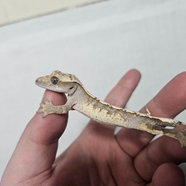 노멀 트라이 화이트포트홀