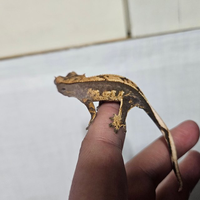 100%헷아잔틱 노멀 쿼드