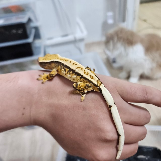 노멀 드리피 익스트림할리퀸 화이트스팟 텐저린 트라이