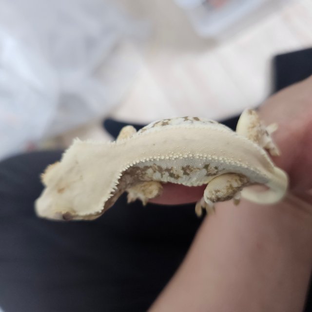 릴리화이트 트라이 솔리드백 드리피 풀핀 화이트포트홀