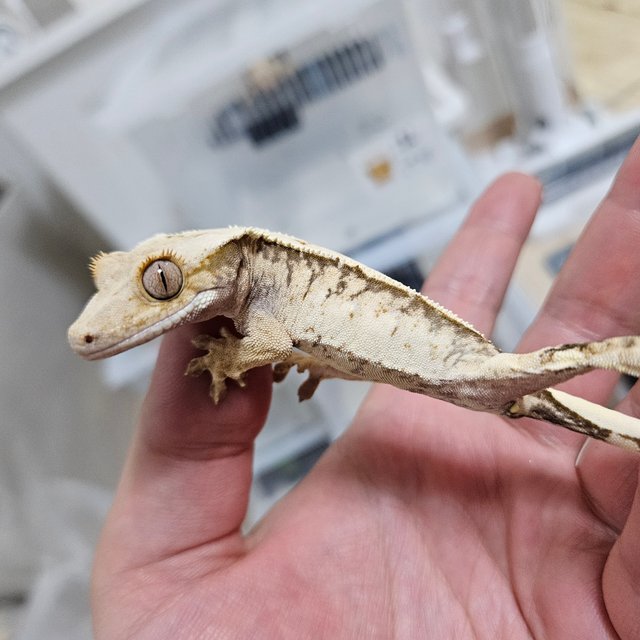 노멀 트라이 화이트핀 익스트림할리퀸 화이트포트홀