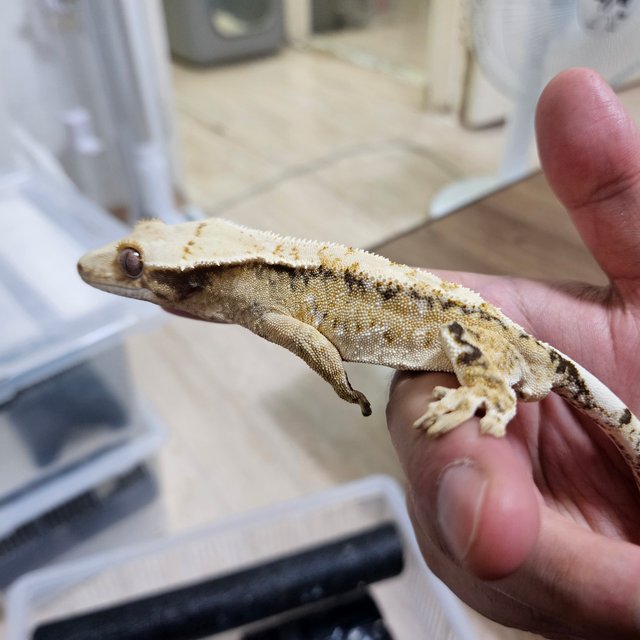 트라이 익스트림할리퀸 화이트스팟 드리피 화이트포트홀