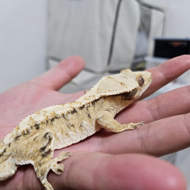 트라이 익스트림할리퀸 화이트스팟 드리피 화이트포트홀