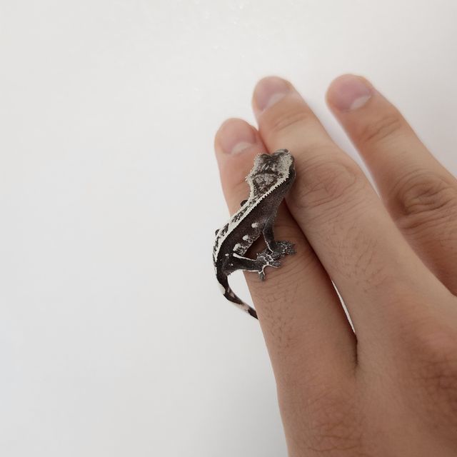 아잔틱