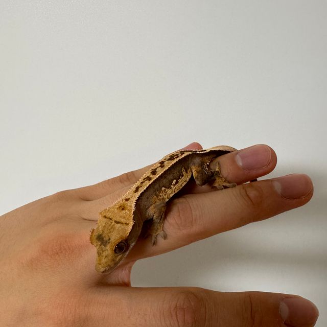 100%헷아잔틱