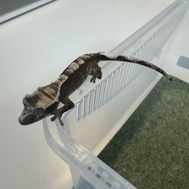 아잔틱