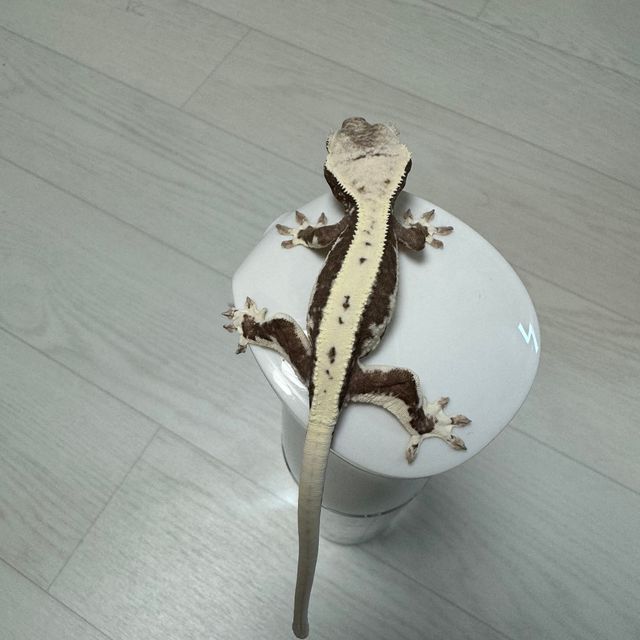 릴잔틱