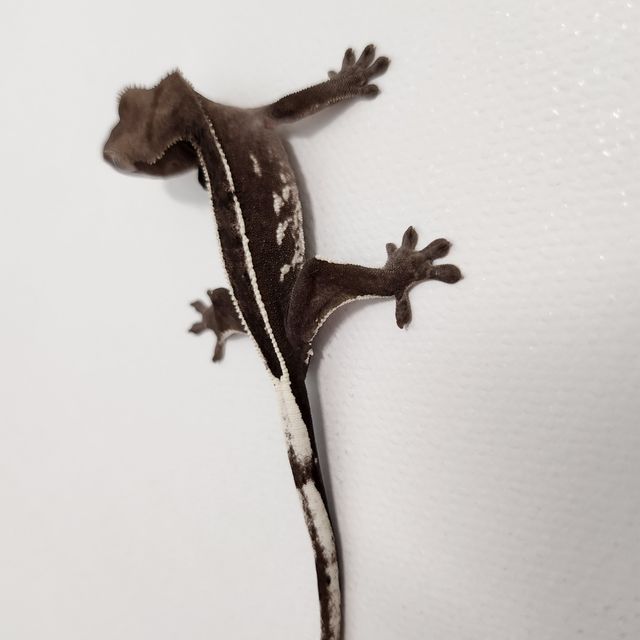 아잔틱