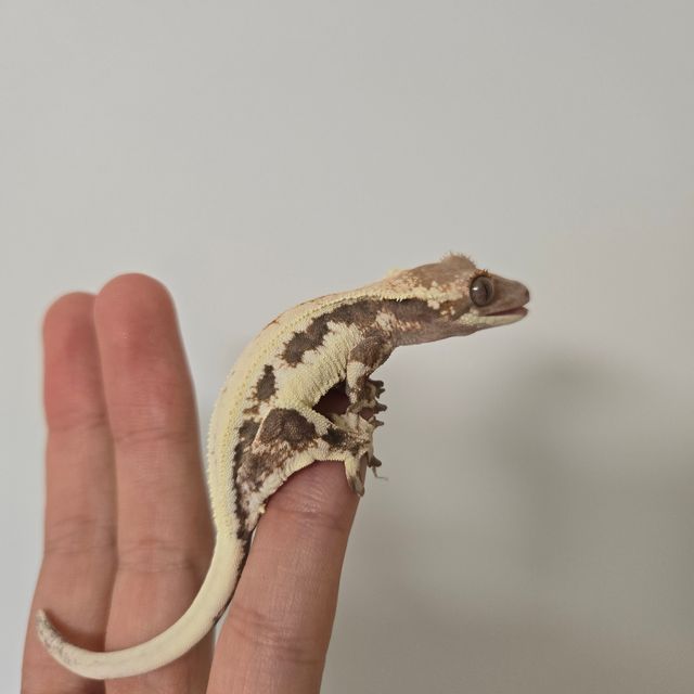 릴리 세이블 100%헷아잔틱