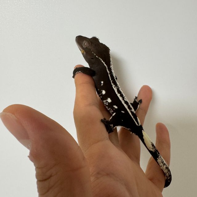 아잔틱