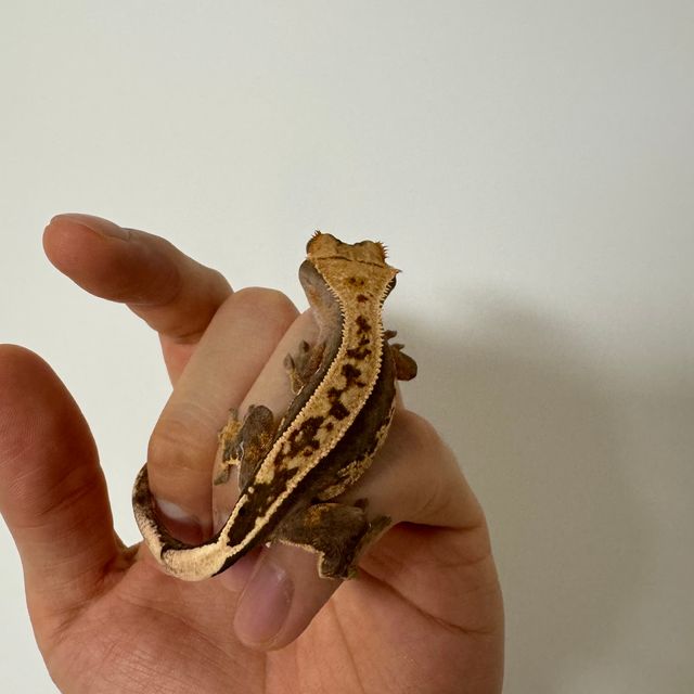 100%헷아잔틱