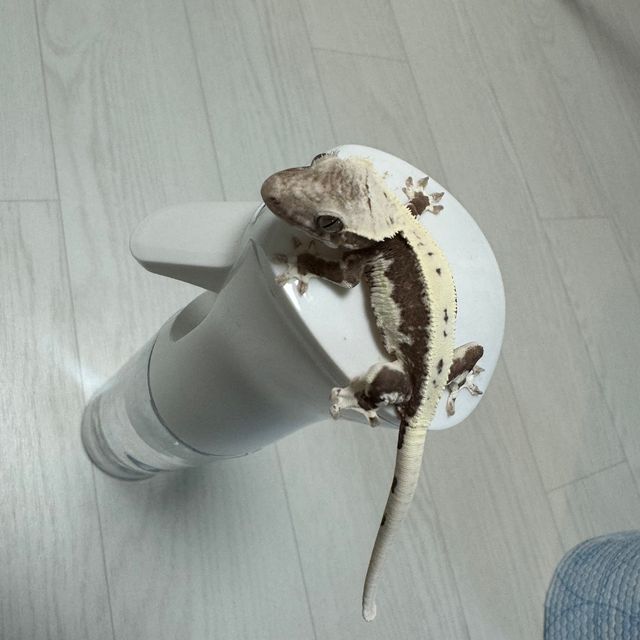 릴잔틱