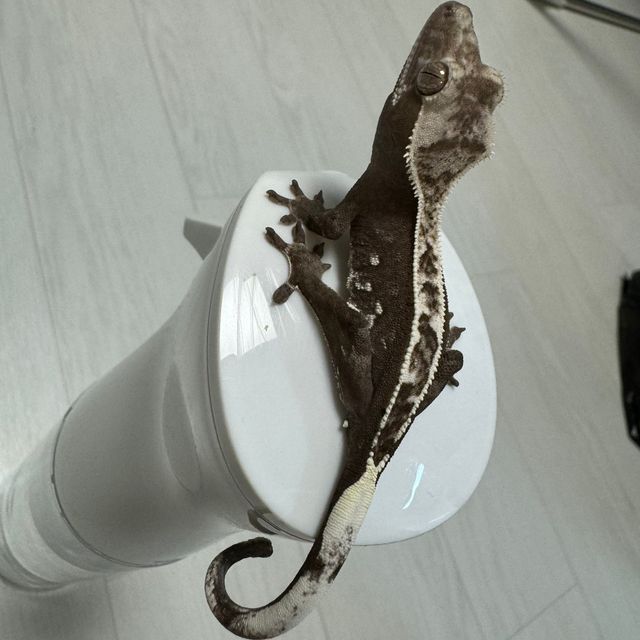 아잔틱