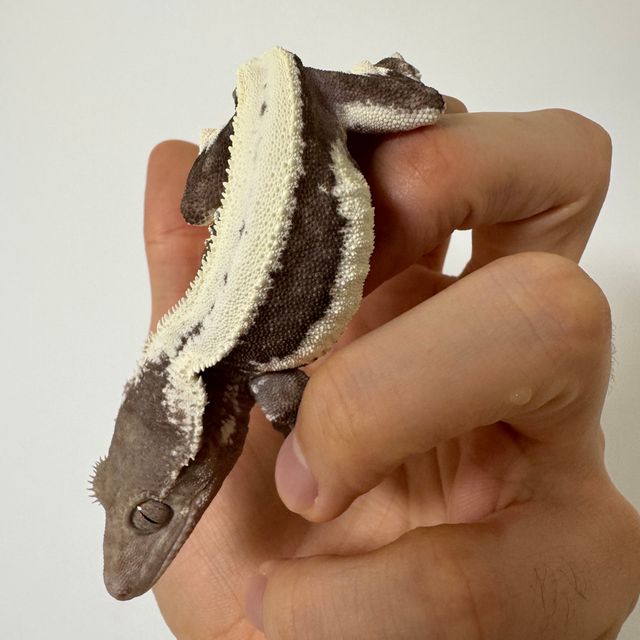 릴잔틱
