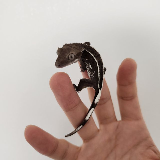 아잔틱