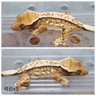 트라이 익스트림할리퀸 핀스트라이프