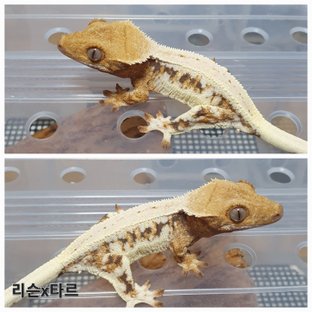 동배