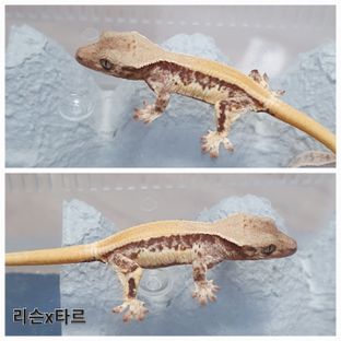 릴리100%헷아잔틱 100%헷아잔틱