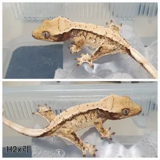 트라이 익스트림할리퀸 화이트스팟