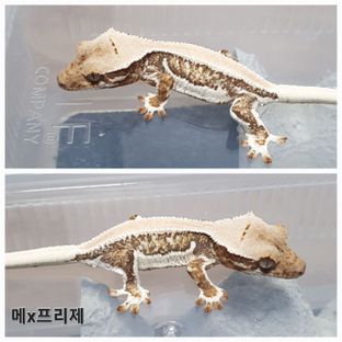 트라이 릴리화이트