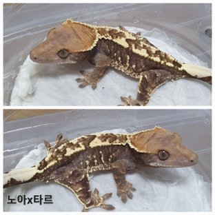 동배