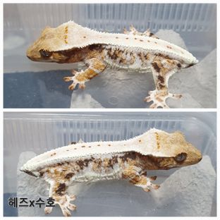 트라이 릴리화이트