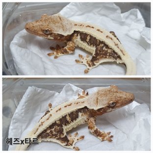 릴리100%헷아잔틱 100%헷아잔틱