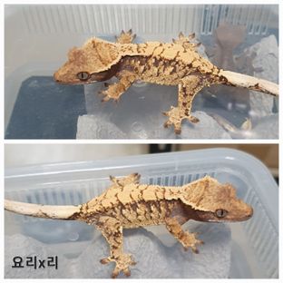 트라이 익스트림할리퀸