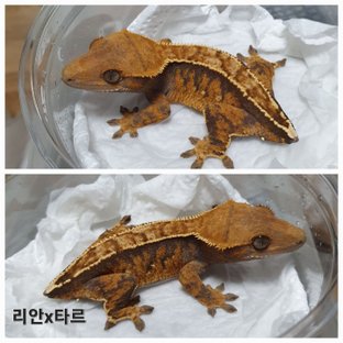 동배