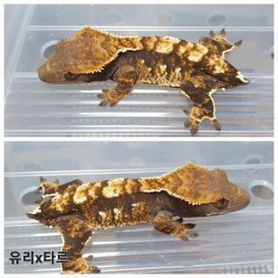 동배