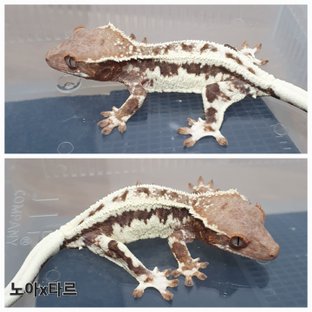 프라푸치노 100%헷아잔틱 릴리100%헷아잔틱