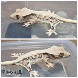 릴리화이트