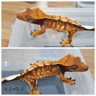 100%헷아잔틱