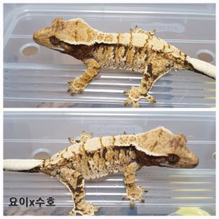 트라이 익스트림할리퀸